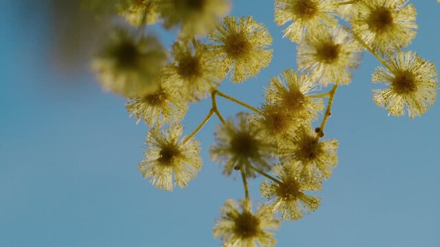 close shot of yellow mimosa flowers on a sunny day, with blue sky in the background, creamy bokeh