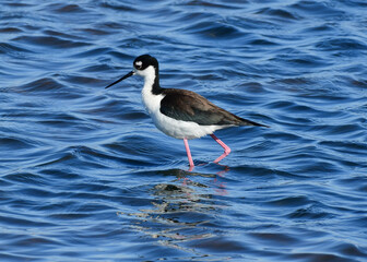 Black-necked Stilt