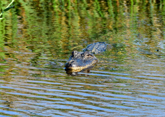 An Alligator at Anahuac National Wildlife Refuge, Texas