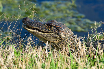 Alligator at Anahuac National Wildlife Refuge, Texas