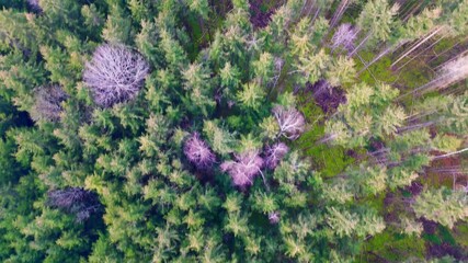 Aerial top-down view of a dense evergreen forest with scattered bare trees in a seasonal transition