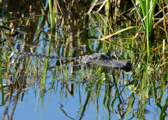 Alligator at Anahuac National Wildlife Refuge, Texas