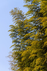 View of the bamboo trees