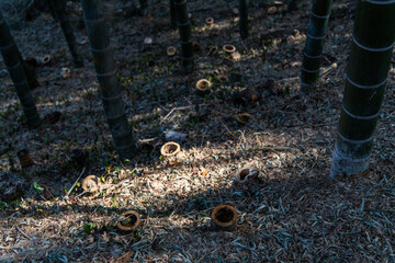 Obraz premium high-angle view of the bamboo trees and ground in the forest