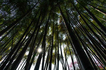 Fototapeta premium low-angle view of the bamboo trees in the fores