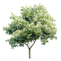 PNG Walnut tree illustration watercolor painting.