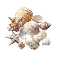 Obraz premium A cluster of seashells with detailed textures isolated on transparent background, Cut out