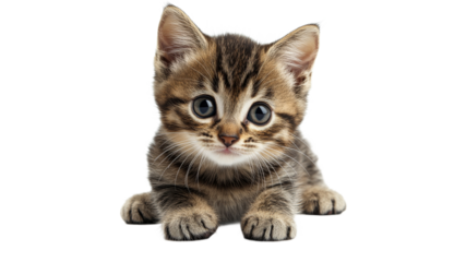 Kitten with big eyes on white backdrop