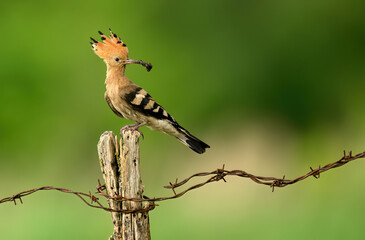 Eurasian hoopoe bird in early morning light ( Upupa epops )