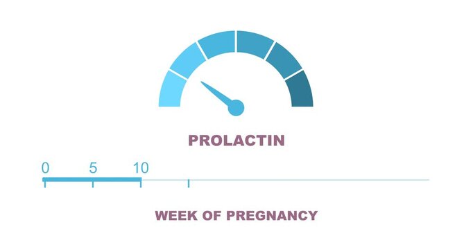 An abstract measuring device scale showing changes in hormone prolactin levels during pregnancy. Animated time line