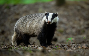 Badger close up ( Meles meles )