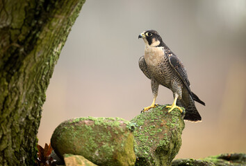 Peregrine Falcon ( Falco peregrinus )  close up
