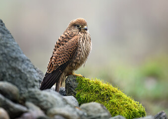 Common kestrel bird ( Falco tinnunculus )