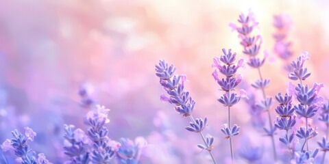 Fototapeta premium Soft dreamy blur with gentle purple and pink tones