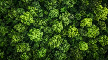 Summer aerial view of a lush green forest with a variety of tree types