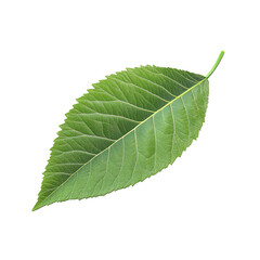 Obraz premium Detailed Close-up of a Vibrant Green Leaf on transparent background 