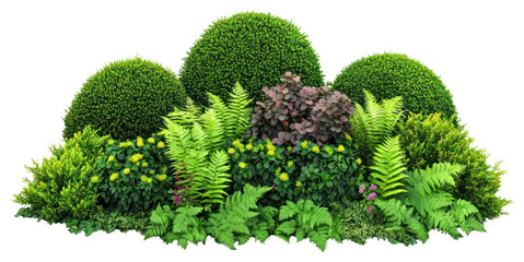 Fototapeta premium PNG Ferns vegetation plants garden.
