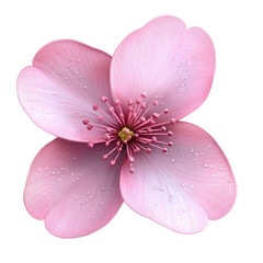 Fototapeta premium Elegant Pink Flower on transparent background