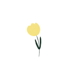 Yellow tulip, illustration 