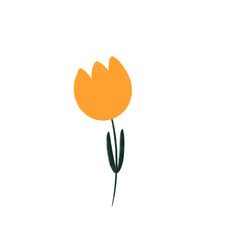 Orange tulip on a white background