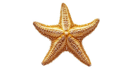 Golden starfish resting on white background