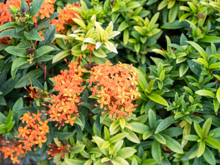 Close-up of nature's beauty orange flowers in bloom in a lush environment