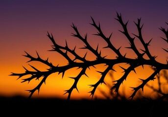 Silhouetted thorny madagascar ocotillo against a vibrant sunset, highlighting nature's resilience and beauty