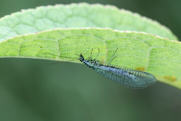 Lacewing, beneficial predator of aphids