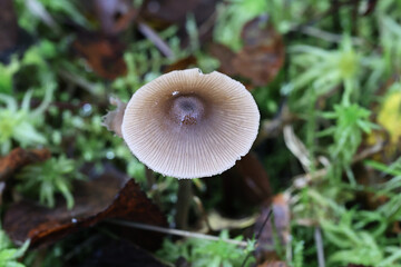 Entoloma conferendum, commonly known as star pinkgill, mushroom from Finland