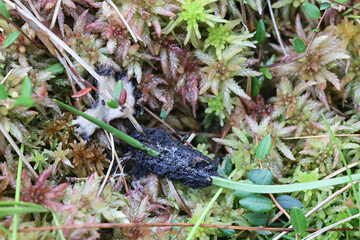 Valtocarpus trechisporus, also called  Symphytocarpus trechisporus, slime mold from Finland, no common English name