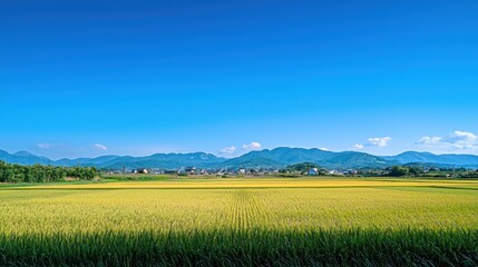 Fototapeta premium A wide-open field under a clear blue sky.