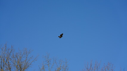 One eagle flying in the clear blue sky