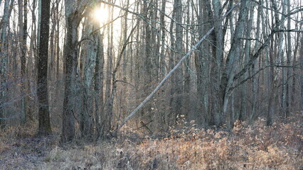 The forest landscape with the bold branches in winter