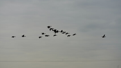 A few of wild geese flying over the city with the sky as background