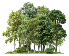 PNG Group of different trees forest woodland nature.