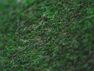 Naklejka premium moss on the tree