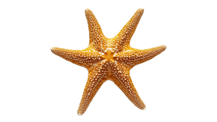 Colorful starfish resting on a white background