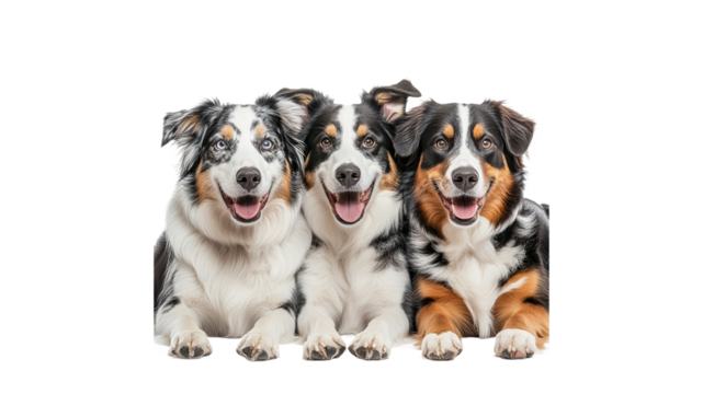 Three cheerful dogs posing together in harmony