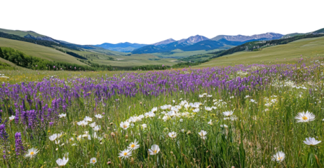 PNG Purple flowers and white wildflowers landscape outdoors scenery.