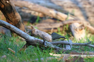 australian songbird
