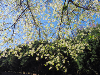 White flowers of white sakura cherry blossoms on sunny spring day. Chiang Mai