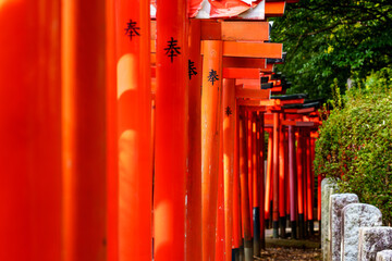 Japan beauty: red torii gate under sunlight