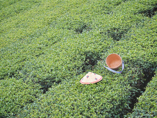 Worker bamboo hat and basket at tea plantation.