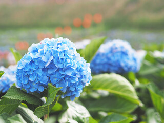 blue hydrangea flower with green leaves