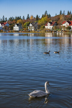 The swans at tjornin lake, the center of Reykjavik, Iceland.