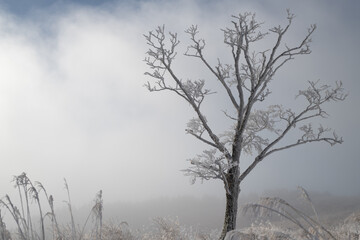 美しい霧氷の木
