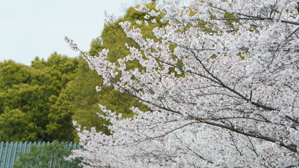 The white cherry flowers blooming in the park in spring
