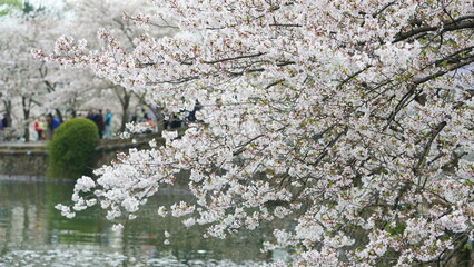 The white cherry flowers blooming in the park in spring

