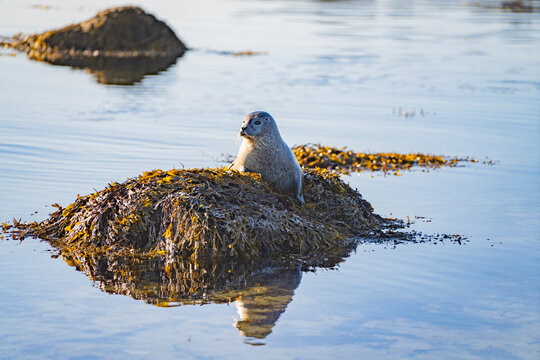 A wild seal lying on a rock at Ytri Tunga beach, Iceland.