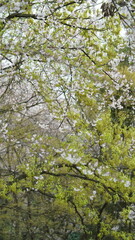 The white cherry flowers blooming in the park in spring
